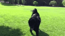 Max Slow Mo GIF - Dog Run Slow Motion GIFs
