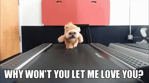 Dogs Let Me Love You Gif Dogs Let Me Love You Cute Discover Share Gifs