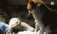 Cat Attack Hit On The Head GIF - Cat Attack Hit On The Head Shut Up GIFs