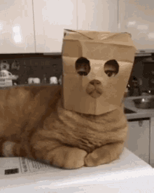 Cat Love You GIF - Cat Love You Paper Bag Mask GIFs