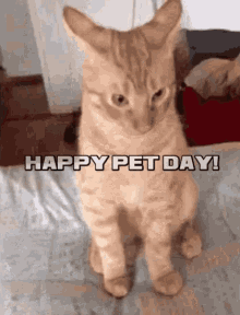 Happy Pet Day Cats GIF - Happy Pet Day Cats Funny Animals GIFs