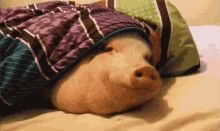 Pork Blanket GIF - Pork Blanket Sunday GIFs