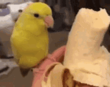 Happy Yellow Bird GIF - Happy Yellow Bird Banana GIFs