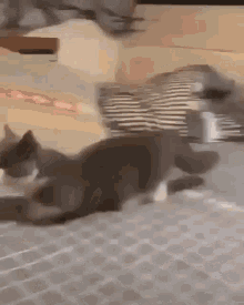 Cat Cat Stand GIF - Cat Cat Stand Silly GIFs