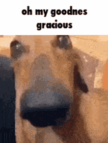 Oh My Goodness Gracious Dog GIF - Oh My Goodness Gracious Dog Oh GIFs