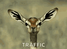 Traffic Giraffe GIF - Traffic Giraffe Chewing The Cud GIFs