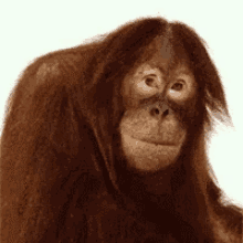 Raszaly Orangutan GIF - Raszaly Orangutan Tongue Out GIFs