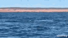 Whale Viralhog GIF - Whale Viralhog Jump GIFs