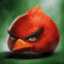 Angry Birds Real GIF - Angry Birds Real Angry Birds Angry GIFs