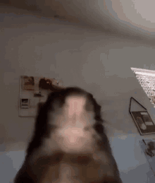 Very Fast Rat Webcam GIF - Very Fast Rat Rat Webcam GIFs