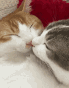 Soft Kisses GIF - Soft Kisses Kitty GIFs