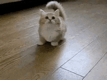 可愛い動物　猫ちゃん　にゃんちゃん　遊ぶ　もふもふ GIF - Cute Animal Cat Play GIFs