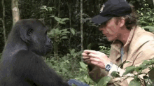 Dinner For Two? GIF - Damian Aspinall Gorilla Encounter GIFs