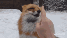 fox nose