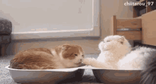 Cat Licking Paw Cute GIF - Cat Licking Paw Cute GIFs