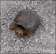 Snapping Turtle GIF - Snapping Turtle Turtle Snap GIFs
