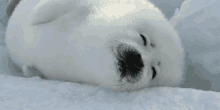 Harp Seal GIF - Animals Harpseals Cut GIFs