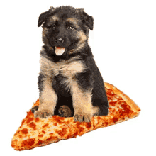 Pupoy Pizza GIF - Pupoy Pizza Dog GIFs