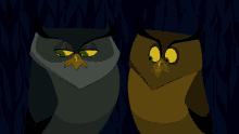 Owls Look At Each Other GIF - Owls Look At Each Other Did You See That GIFs