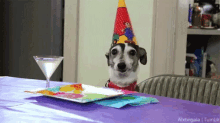 Me At The Party GIF - Dog Party GIFs