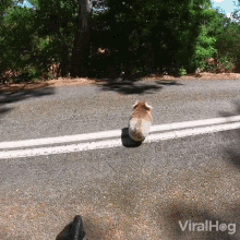 Chasing Koala Viralhog GIF - Chasing Koala Viralhog Koala Running GIFs