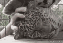 Funny Animals Leopard GIF - Funny Animals Leopard Big Cat GIFs