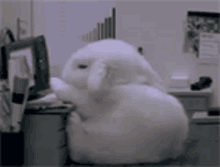 Bunny Flop GIF - Bunny Flop Rabbit GIFs