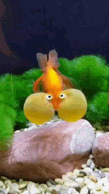 Bubble Fish GIF - Bubble Fish Goldfish GIFs