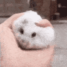 Cute Hamster GIF - Cute Hamster Rat GIFs