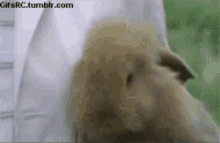 Animals Rabbit GIF - Animals Rabbit GIFs
