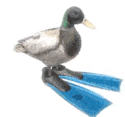 Duck Looping Sticker - Duck Looping Stickers