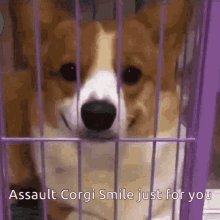 Assault Corgi Smile GIF - Assault Corgi Smile Just For You GIFs