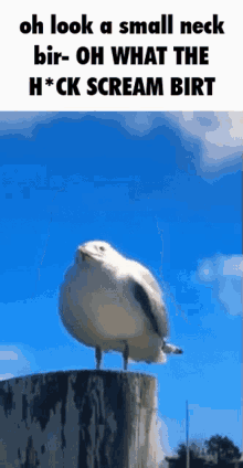 Bird Birt GIF - Bird Birt Seagull GIFs