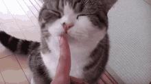 Happy Cat GIF - Cat Kitten Satisfied GIFs