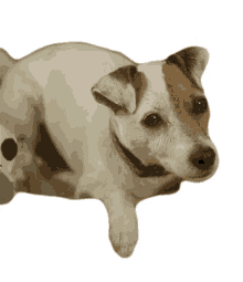 huh what what was that dog cute huh what what was that dog cute