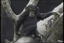 Smelly Monkey Faint GIF - Smelly Monkey Faint Monkey GIFs