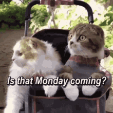 Monday Is That Monday Coming GIF - Monday Is That Monday Coming Scared GIFs