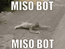 Miso Bot GIF - Miso Bot GIFs