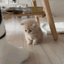 Kitten Cat Stand Paws Punch Sock GIF - Kitten Cat Stand Paws Punch Sock Kitten Cat GIFs