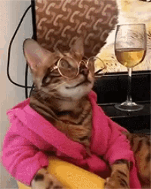 Cat Wine GIF - Cat Wine Robe GIFs