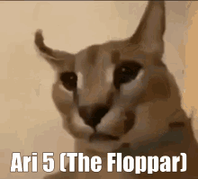 Ari Cat Ari Season One GIF - Ari Cat Ari Season One Floppa GIFs