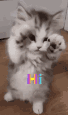 Hi Cute GIF - Hi Cute Kitten GIFs