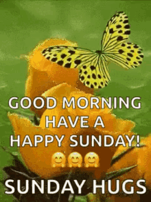 Good Morning Have A Happy Sunday GIF - Good Morning Have A Happy Sunday Butterfly GIFs
