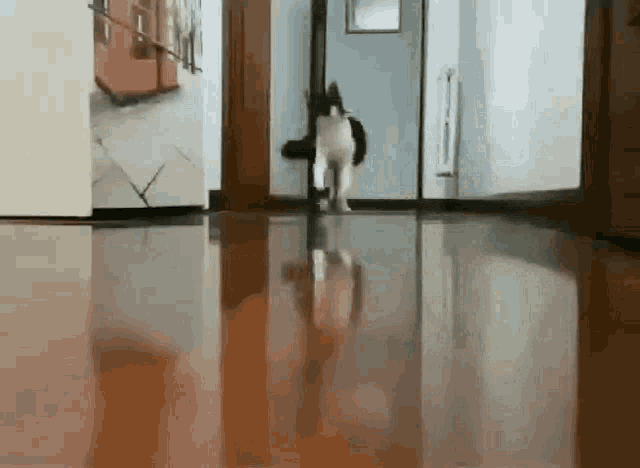 cat-running-away.gif