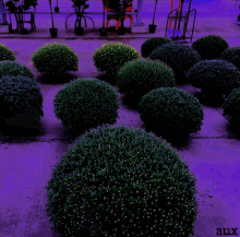 aux shrubs