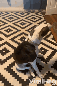 Sit And Spin Doggie GIF - Sit And Spin Doggie Cute Dog GIFs