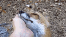 Adorable Fox GIF - Adorable Fox Pet GIFs