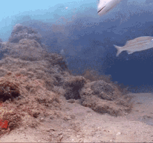 funny fish fish kiss romance screaming funny fish fish kiss romance screaming