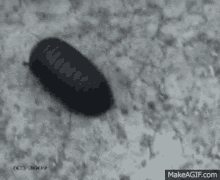 Roly Poly GIF - Roly Poly Pill Bug GIFs