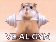 Hamster Workout GIF - Hamster Workout Gym GIFs